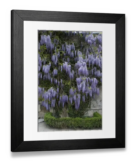 Framed Print : Europe, Austria, Salzburg Stadt, Salzburg, wisteria in bloom
