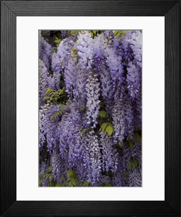 Framed Print : Europe, Austria, Salzburg Stadt, Salzburg, wisteria in Mirabell Garden Framed Print : Europe, Austria, Salzburg Stadt, Salzburg, wisteria in Mirabell Garden