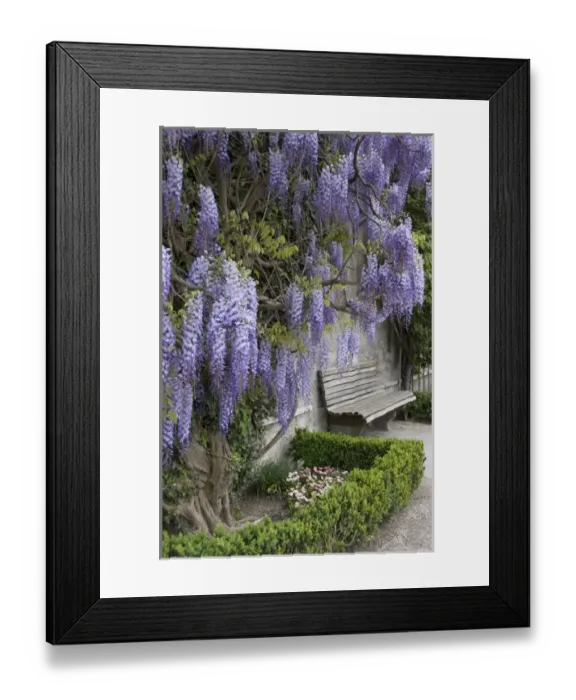 Framed Print : Europe, Austria, Salzburg Stadt, Salzburg, wisteria in Mirabell Garden