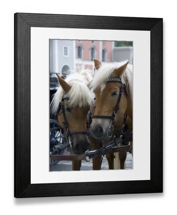 Framed Print : Europe, Austria, Salzburg Stadt, Salzburg, horses and carriage Framed Print : Europe, Austria, Salzburg Stadt, Salzburg, horses and carriage