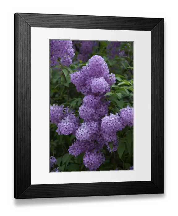 Framed Print : Europe, Austria, Salzburg Stadt, Salzburg, lilacs in bloom Framed Print : Europe, Austria, Salzburg Stadt, Salzburg, lilacs in bloom