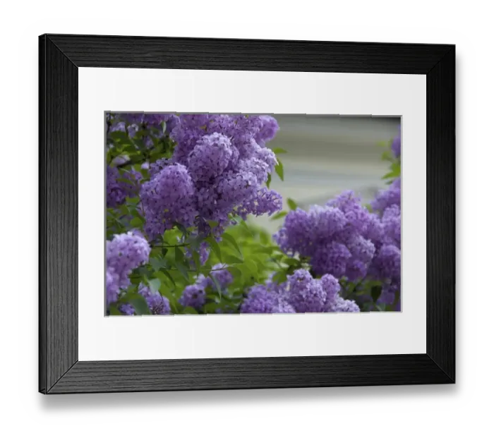 Framed Print : Europe, Austria, Salzburg Stadt, Salzburg, lilacs in bloom Framed Print : Europe, Austria, Salzburg Stadt, Salzburg, lilacs in bloom