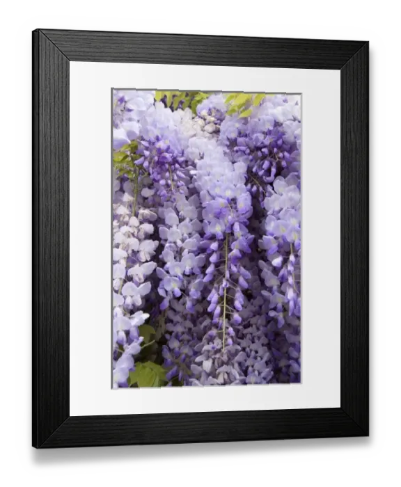 Framed Print : Europe, Austria, Salzburg Stadt, Salzburg, wisteria in Mirabell Garden Framed Print : Europe, Austria, Salzburg Stadt, Salzburg, wisteria in Mirabell Garden
