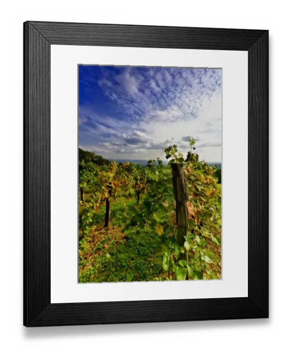 Framed Print : Austria, Vienna. Vienna has 630 producers - one wine producer per 2, 500 persons - working 1