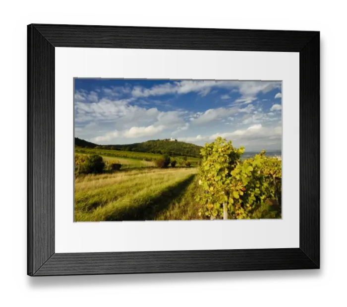 Framed Print : Austria, Vienna. Vienna has 630 producers - one wine producer per 2, 500 persons - working 1 Framed Print : Austria, Vienna. Vienna has 630 producers - one wine producer per 2, 500 persons - working 1