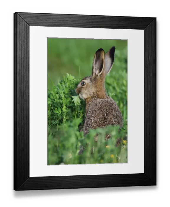 Framed Print : Brown Hare, Lepus europaeus, young eating, National Park Lake Neusiedl, Burgenland Framed Print : Brown Hare, Lepus europaeus, young eating, National Park Lake Neusiedl, Burgenland