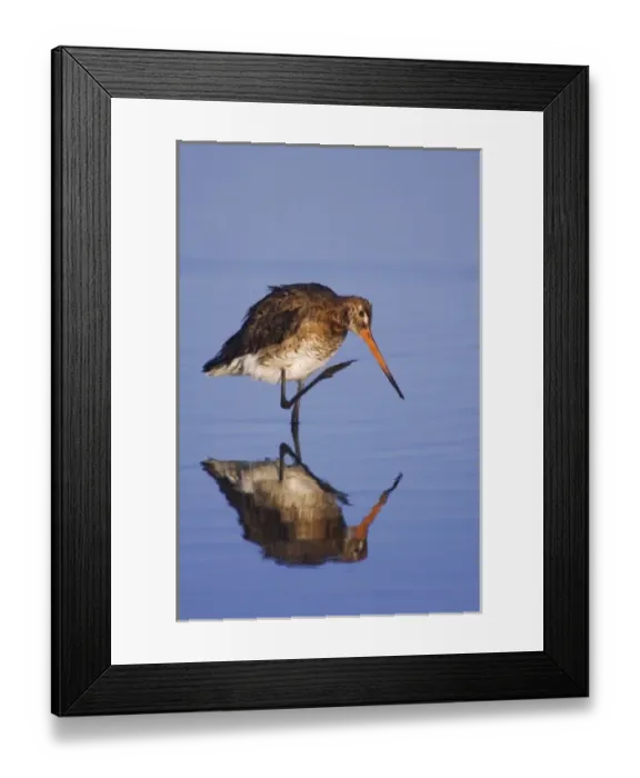 Framed Print : Black-tailed Godwit, Limosa limosa, adult in breeding plumage preening, National Park Lake Neusiedl Framed Print : Black-tailed Godwit, Limosa limosa, adult in breeding plumage preening, National Park Lake Neusiedl