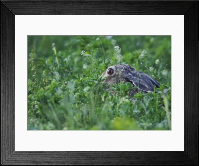 Framed Print : Brown Hare, Lepus europaeus, adult in meadow, National Park Lake Neusiedl, Burgenland Framed Print : Brown Hare, Lepus europaeus, adult in meadow, National Park Lake Neusiedl, Burgenland