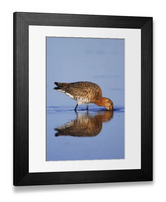Framed Print : Black-tailed Godwit, Limosa limosa, adult in breeding plumage feeding, National Park Lake Neusiedl Framed Print : Black-tailed Godwit, Limosa limosa, adult in breeding plumage feeding, National Park Lake Neusiedl