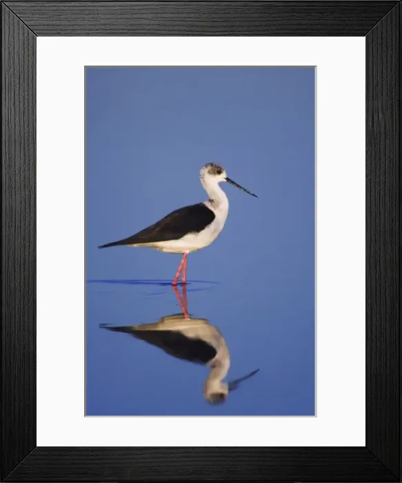 Framed Print : Black-winged Stilt, Himantopus himantopus, adult, National Park Lake Neusiedl, Burgenland Framed Print : Black-winged Stilt, Himantopus himantopus, adult, National Park Lake Neusiedl, Burgenland