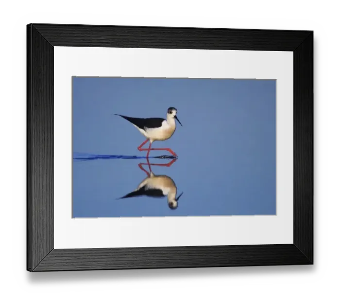 Framed Print : Black-winged Stilt, Himantopus himantopus, adult walking, National Park Lake Neusiedl