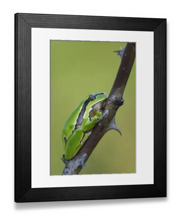 Framed Print : Europe, Austria Framed Print : Europe, Austria