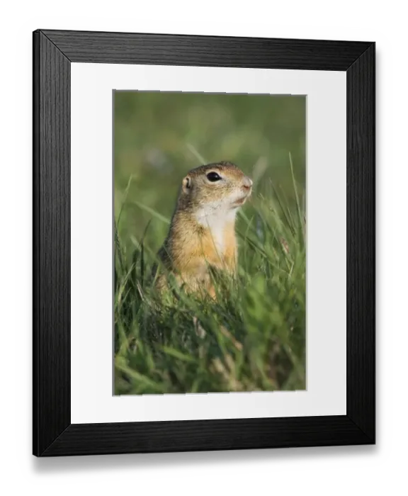 Framed Print : Europe, Austria Framed Print : Europe, Austria