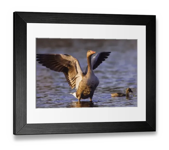 Framed Print : Greylag Goose, Anser anser, adult with young, National Park Lake Neusiedl, Burgenland Framed Print : Greylag Goose, Anser anser, adult with young, National Park Lake Neusiedl, Burgenland