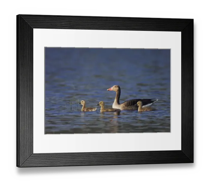 Framed Print : Greylag Goose, Anser anser, adult with young, National Park Lake Neusiedl, Burgenland Framed Print : Greylag Goose, Anser anser, adult with young, National Park Lake Neusiedl, Burgenland