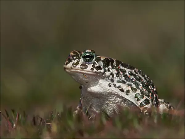 Green Toad, Bufo viridis, adult, National Park Lake Neusiedl, Burgenland, Austria