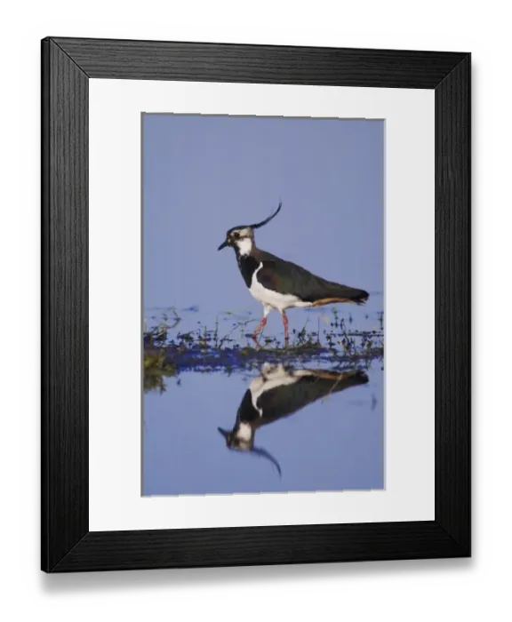 Framed Print : Northern Lapwing, Vanellus vanellus, male, National Park Lake Neusiedl, Burgenland Framed Print : Northern Lapwing, Vanellus vanellus, male, National Park Lake Neusiedl, Burgenland