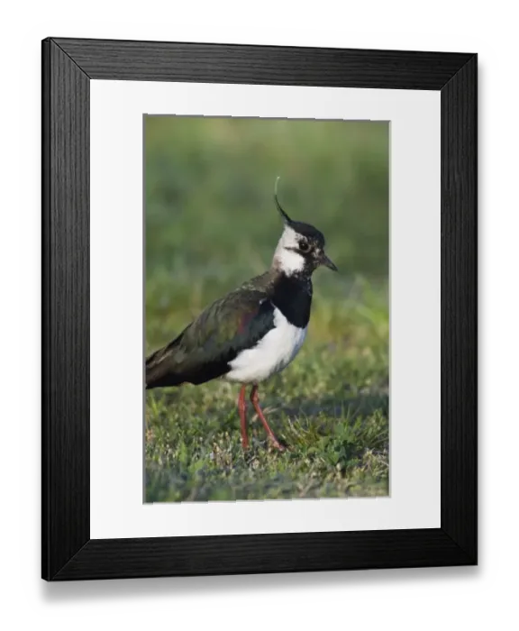 Framed Print : Europe, Austria