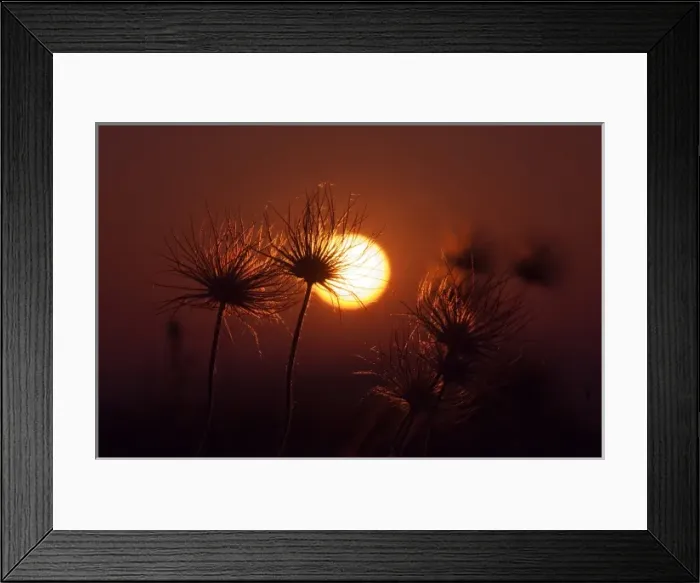 Framed Print : Pasque Flower, Pulsatilla pratensis, seed stalks at sunrise, National Park Lake Neusiedl Framed Print : Pasque Flower, Pulsatilla pratensis, seed stalks at sunrise, National Park Lake Neusiedl