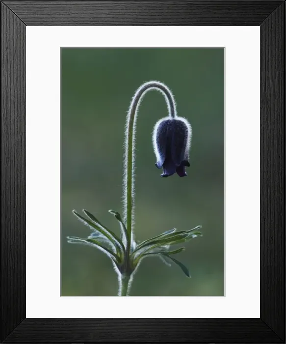 Framed Print : Pasque Flower, Pulsatilla pratensis, blossom, National Park Lake Neusiedl, Burgenland Framed Print : Pasque Flower, Pulsatilla pratensis, blossom, National Park Lake Neusiedl, Burgenland