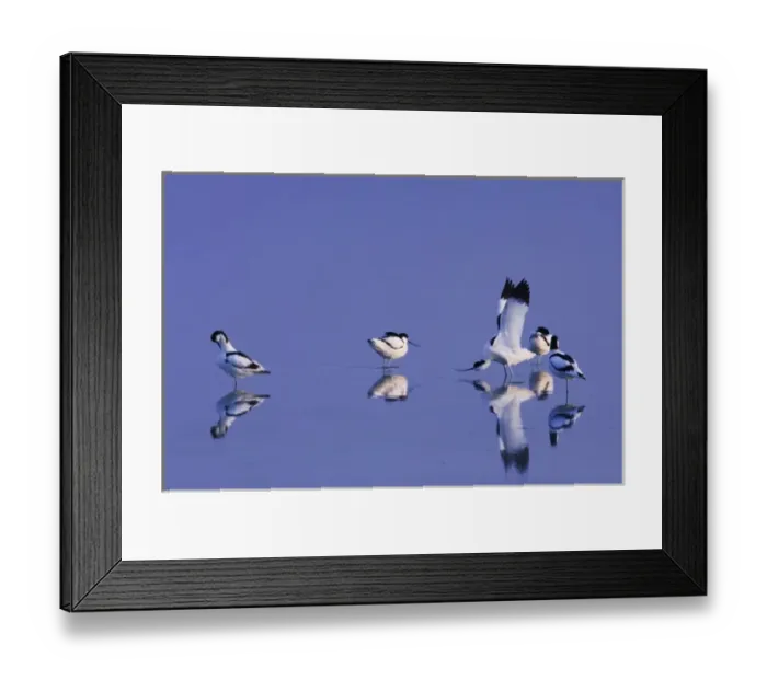 Framed Print : Pied Avocet, Recurvirostra avosetta, adults preening, National Park Lake Neusiedl Framed Print : Pied Avocet, Recurvirostra avosetta, adults preening, National Park Lake Neusiedl