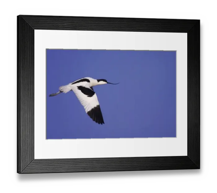 Framed Print : Pied Avocet, Recurvirostra avosetta, adult in flight, National Park Lake Neusiedl