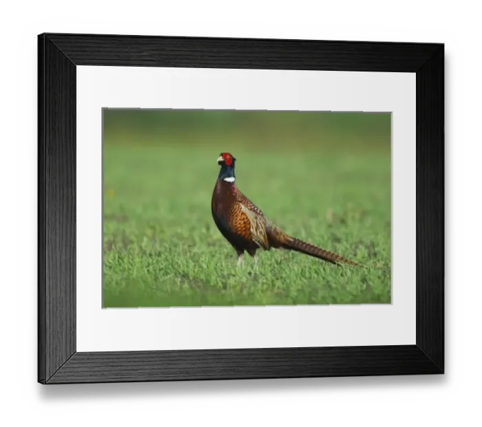 Framed Print : Europe, Austria
