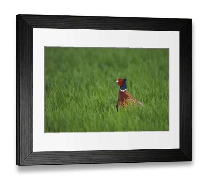 Framed Print : Ring-necked Pheasant, Phasianus colchicus, male, National Park Lake Neusiedl, Burgenland Framed Print : Ring-necked Pheasant, Phasianus colchicus, male, National Park Lake Neusiedl, Burgenland