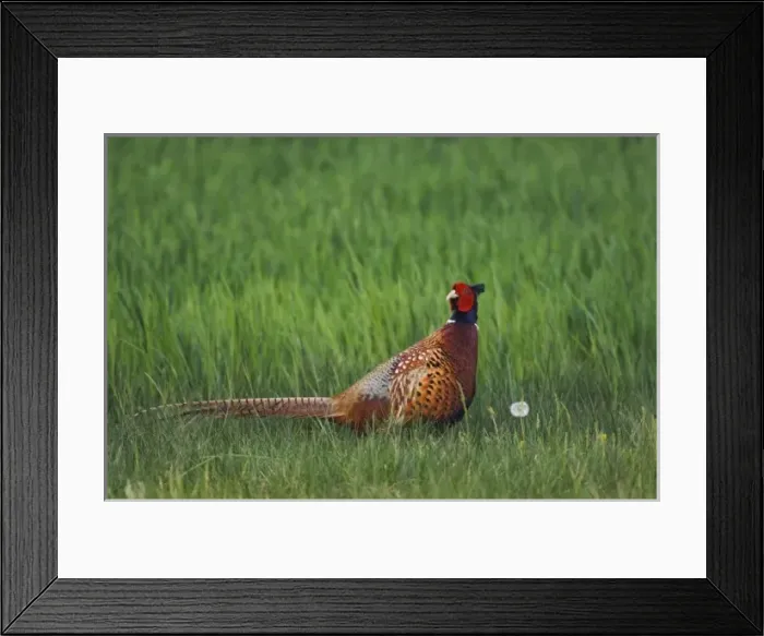 Framed Print : Ring-necked Pheasant, Phasianus colchicus, male, National Park Lake Neusiedl, Burgenland Framed Print : Ring-necked Pheasant, Phasianus colchicus, male, National Park Lake Neusiedl, Burgenland