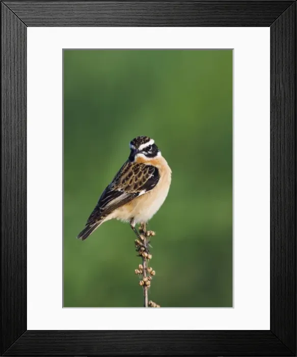 Framed Print : Whinchat, Saxicola rubetra, male, National Park Lake Neusiedl, Burgenland, Austria Framed Print : Whinchat, Saxicola rubetra, male, National Park Lake Neusiedl, Burgenland, Austria