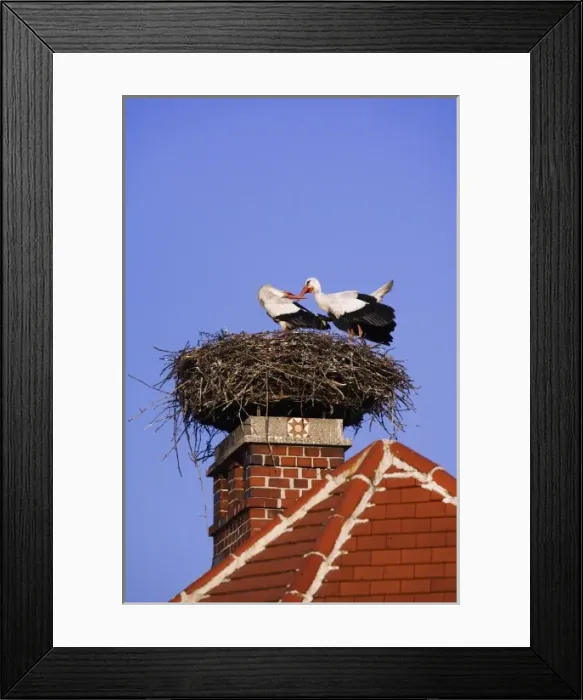 Framed Print : White Stork, Ciconia ciconia, pair on nest on chimney, Rust, National Park Lake Neusiedl Framed Print : White Stork, Ciconia ciconia, pair on nest on chimney, Rust, National Park Lake Neusiedl