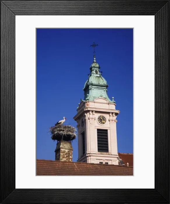 Framed Print : White Stork, Ciconia ciconia, adult on nest by church in Rust city, Rust, National