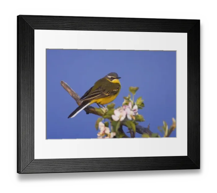 Framed Print : Yellow Wagtail, Motacilla flava, male on apple tree, National Park Lake Neusiedl Framed Print : Yellow Wagtail, Motacilla flava, male on apple tree, National Park Lake Neusiedl