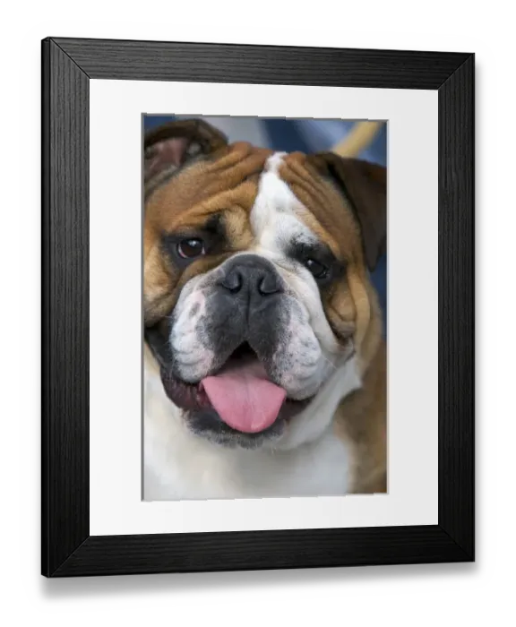 Framed Print : An english bulldog in Belgium