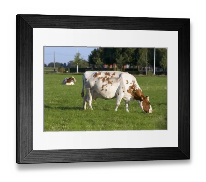 Framed Print : Cows graze on a farm in northern Belgium Framed Print : Cows graze on a farm in northern Belgium