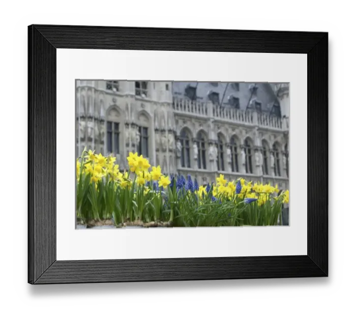 Framed Print : Belgium, Flanders, Brussels, flowers in Grand Place, town hall