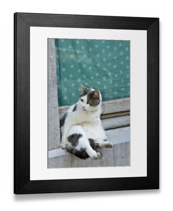 Framed Print : Cat, Liege, Belgium Framed Print : Cat, Liege, Belgium