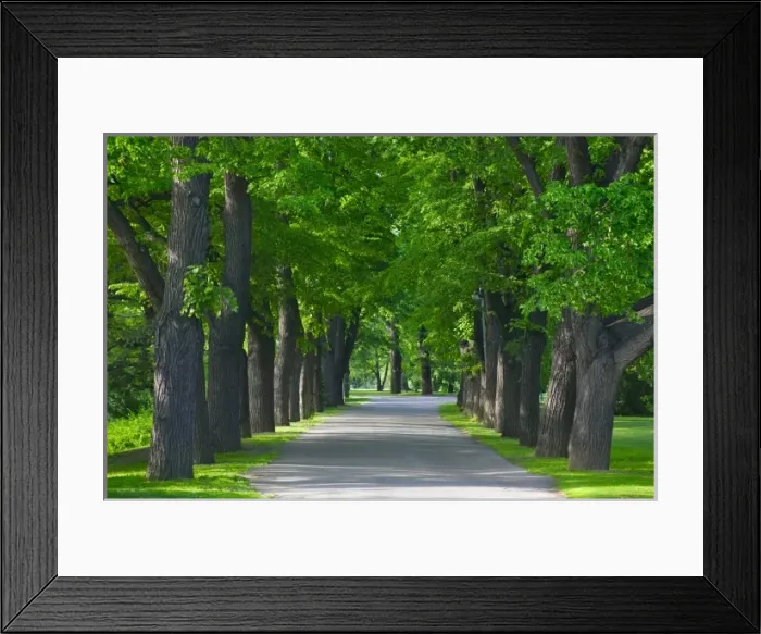 Framed Print : Street flanked by trees, Prague, Czech Republic