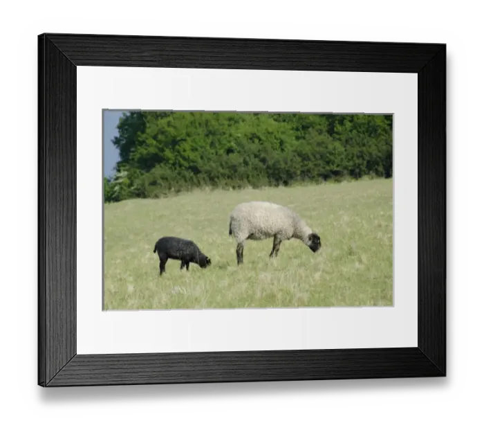 Framed Print : Denmark, Island of Bornholm. Hammershus Castle grounds, black-faced sheep in field