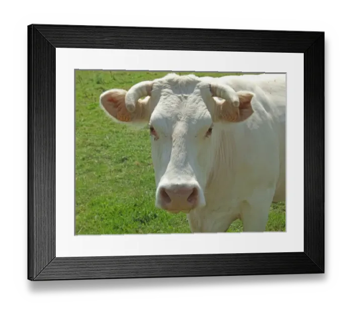Framed Print : Charolais Cow Framed Print : Charolais Cow
