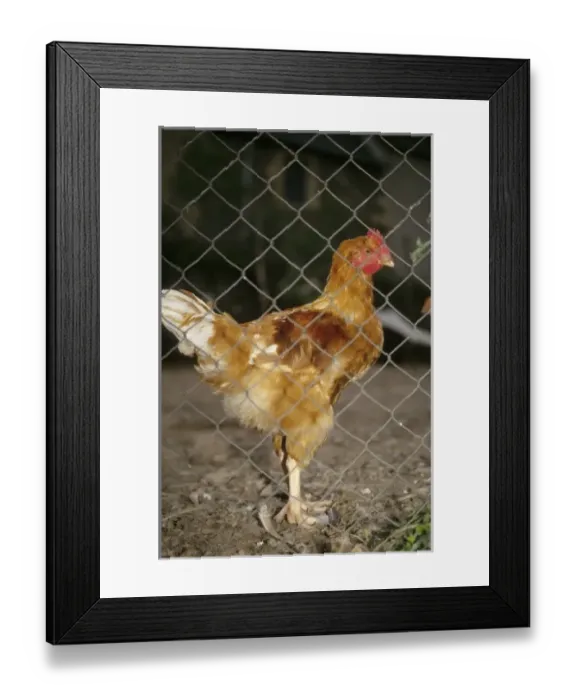 Framed Print : Europe, France