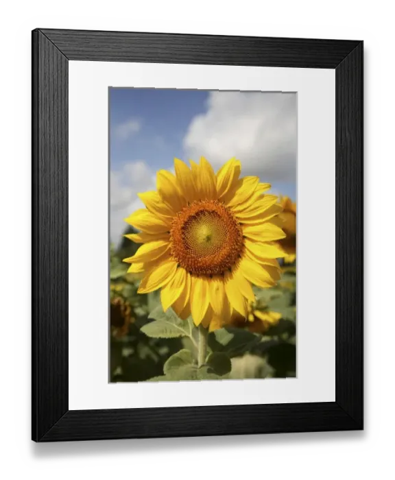 Framed Print : Europe, France Framed Print : Europe, France
