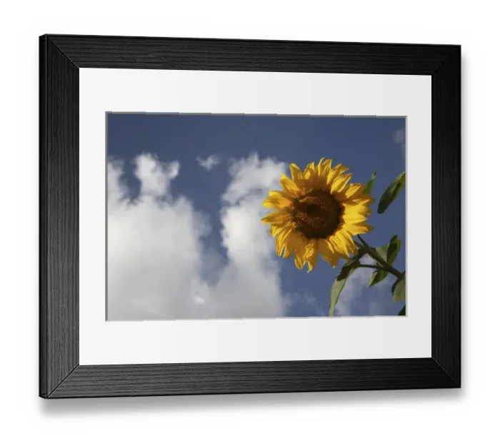Framed Print : A sunflower in a sunflower field in Loire Valley. France Framed Print : A sunflower in a sunflower field in Loire Valley. France