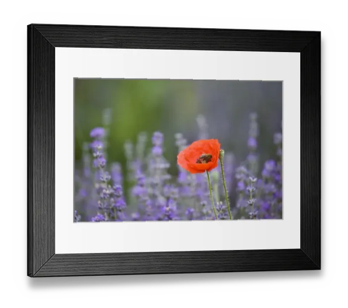 Framed Print : France, Provence. Lone poppy in field of lavender Framed Print : France, Provence. Lone poppy in field of lavender
