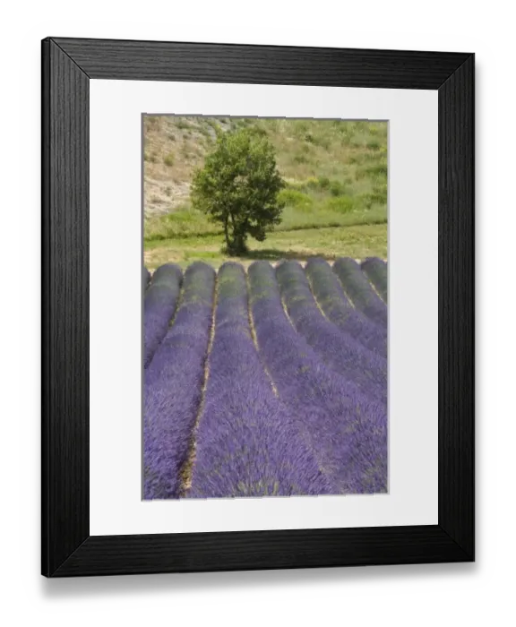 Framed Print : France, Provence. Rows of lavender in bloom Framed Print : France, Provence. Rows of lavender in bloom