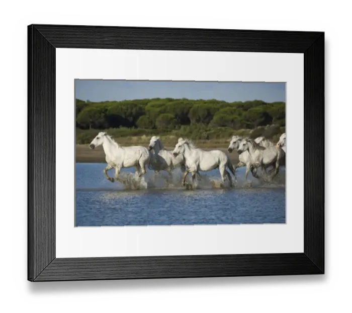 Framed Print : France, Camargue. A herd of white horses run through water Framed Print : France, Camargue. A herd of white horses run through water