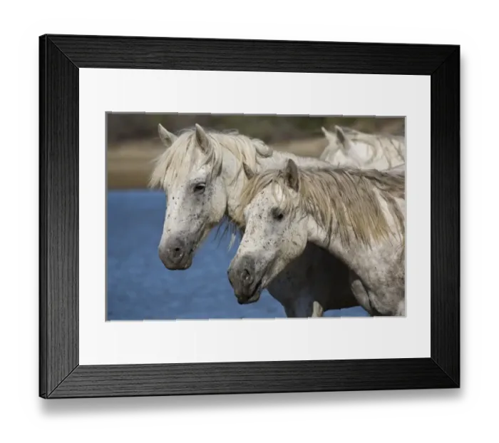 Framed Print : France, Camargue. Horses run through the estuary waters Framed Print : France, Camargue. Horses run through the estuary waters
