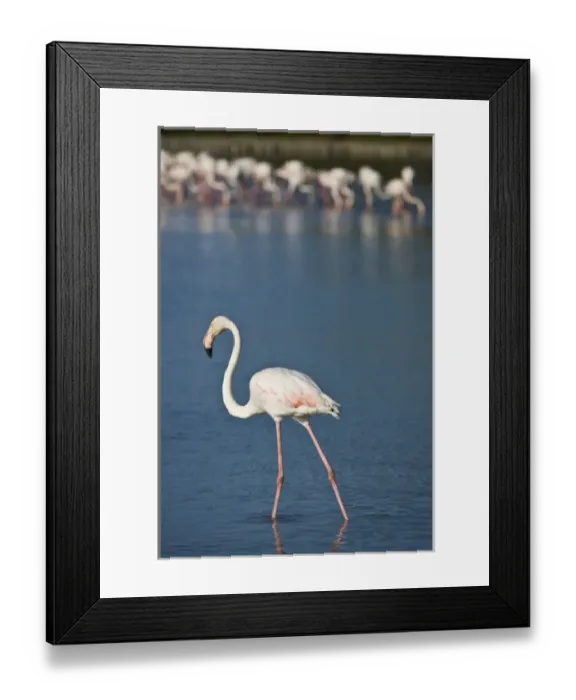 Framed Print : France, Camargue, Parc Naturel R