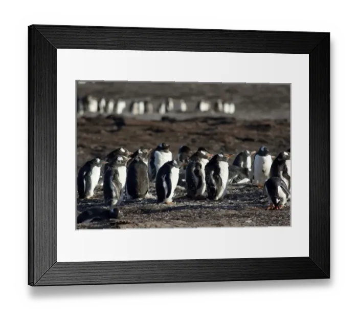 Framed Print : Falkland Islands, West Falkland, Saunders Island. Gentoo penguins (wild: Pygoscelis Framed Print : Falkland Islands, West Falkland, Saunders Island. Gentoo penguins (wild: Pygoscelis