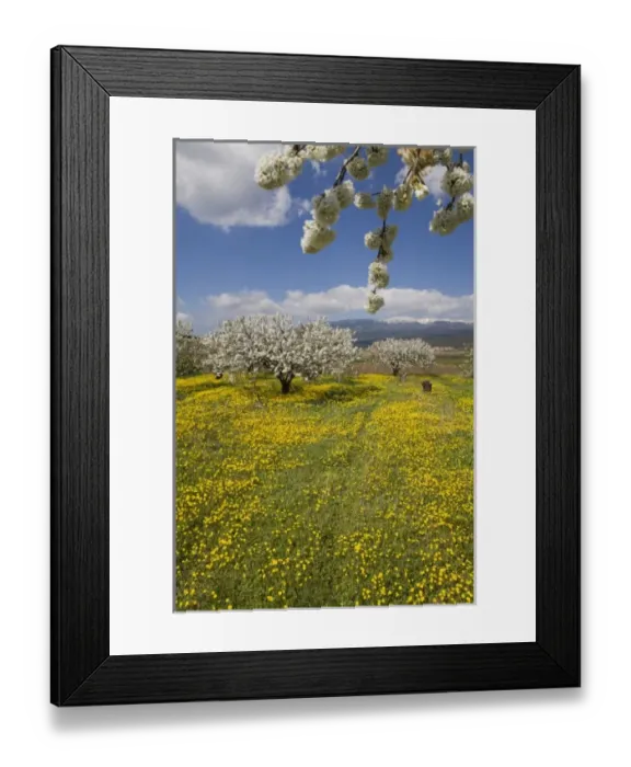 Framed Print : Fruit blossoms, snow capped Mont Ventoux, Vaucluse, Provence, France Framed Print : Fruit blossoms, snow capped Mont Ventoux, Vaucluse, Provence, France